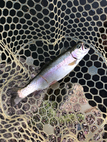 ニジマスの釣果