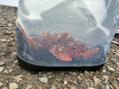 オニカサゴの釣果