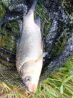フナの釣果