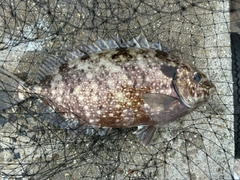 アイゴの釣果