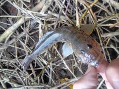 マハゼの釣果