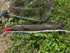 ライギョの釣果