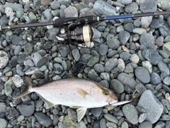 カンパチの釣果
