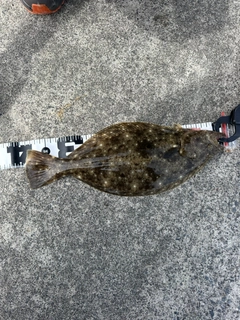 ヒラメの釣果