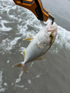 カンパチの釣果