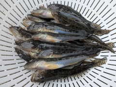 マハゼの釣果