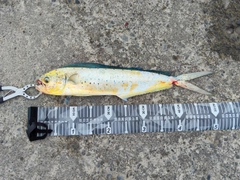 シイラの釣果