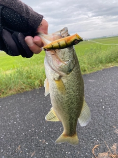 ラージマウスバスの釣果
