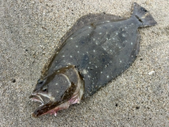 ヒラメの釣果