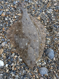 カレイの釣果