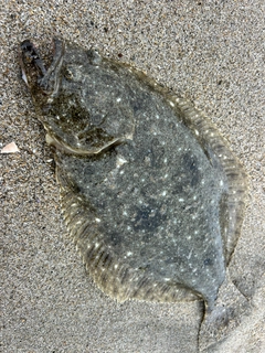 ヒラメの釣果