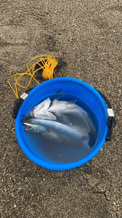 カマスの釣果