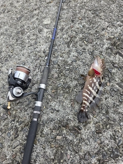 クエの釣果