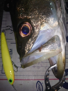 シーバスの釣果