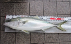 ブリの釣果