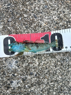 アナハゼの釣果