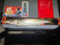 カマスの釣果