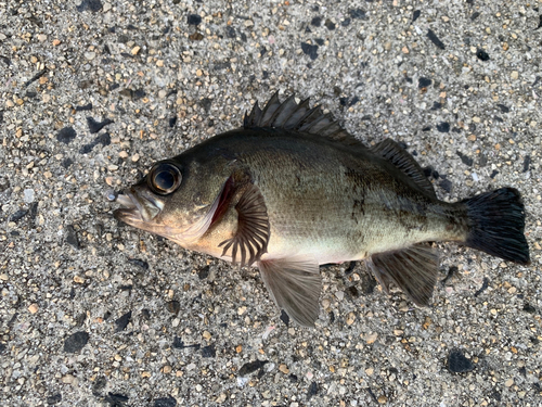 メバルの釣果