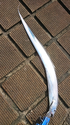 タチウオの釣果
