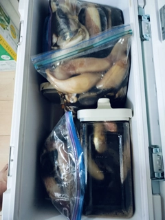 スルメイカの釣果
