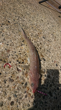 エソの釣果