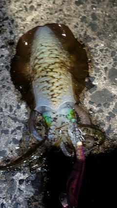 アオリイカの釣果