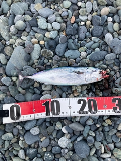 マルソウダの釣果