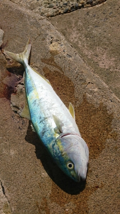 ワカシの釣果