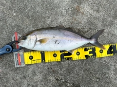 ショゴの釣果