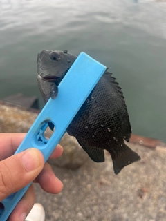 メジナの釣果