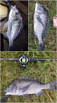 チヌの釣果