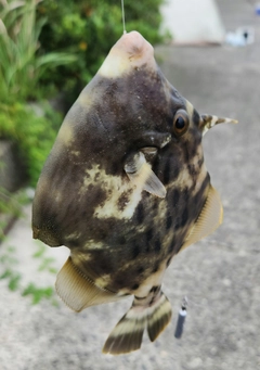 カワハギの釣果