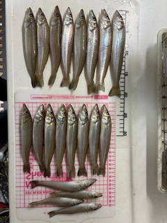シロギスの釣果