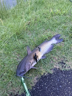 アメリカナマズの釣果