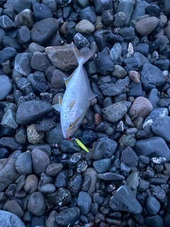シオの釣果
