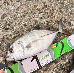 メッキの釣果