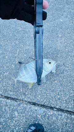 メッキの釣果