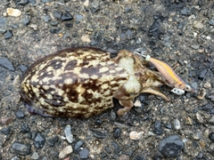 コウイカの釣果