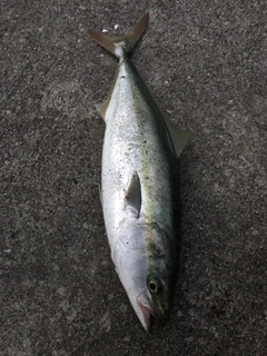 イナダの釣果
