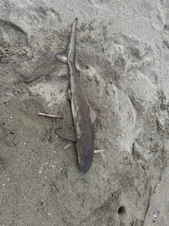 サメの釣果