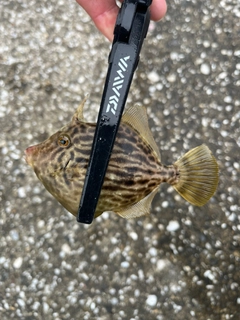 カワハギの釣果