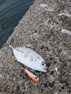 メッキの釣果