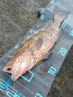 オオモンハタの釣果