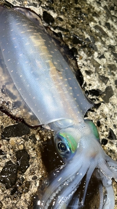 アオリイカの釣果
