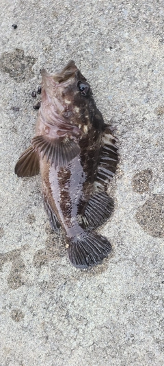 ムラソイの釣果