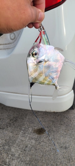 イトヒキアジの釣果