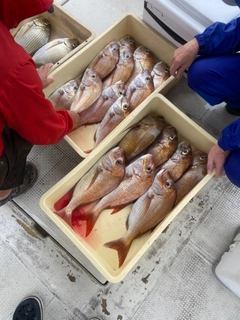 タイの釣果