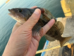 アイナメの釣果