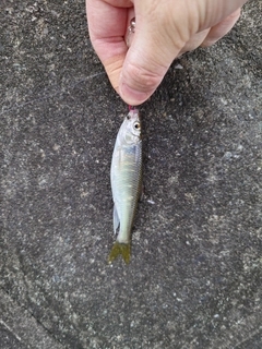 オイカワの釣果