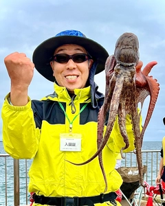 マダコの釣果